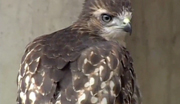 MIT Red Tailed Hawks (Spring 2004)